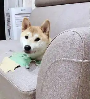 沙发里面长出了狗头其实是柴犬将沙发拆了主人却依旧不舍得罚
