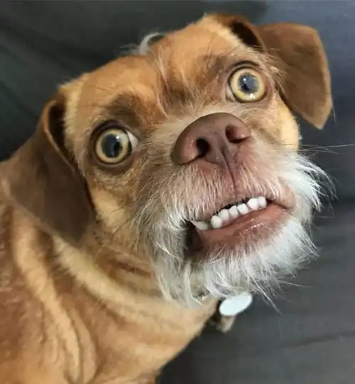 看一眼就忘不掉,这只狗怕是有毒吧
