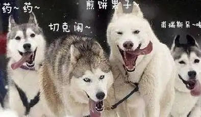 哈士奇的可爱与傻只在一线之间,没人能理解它的脑回路,蠢到哭泣
