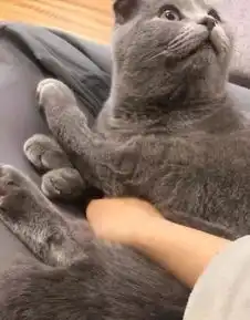 蓝猫正在舔猫掌,主人将手伸进去取暖,喵主子的表情萌翻了
