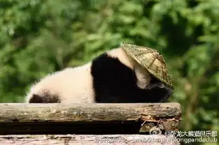 戴草帽背背篓大熊猫宝宝化身功夫熊猫萌翻天
