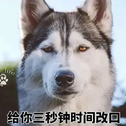 当客人问到你我的狗丢了怎么办时......
