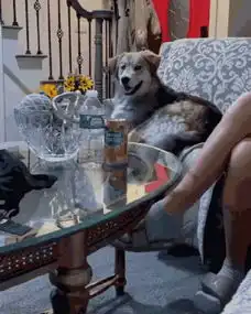 对着混血二哈竖中指,这货竟然看懂了,表情逐渐严肃...
