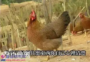 野鸡给自己加戏表情包2017鸡年搞笑公鸡表情包
