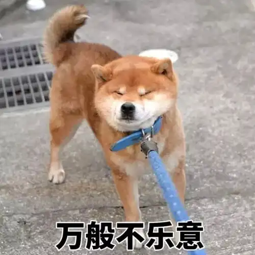 柴犬一听,不乐意了
