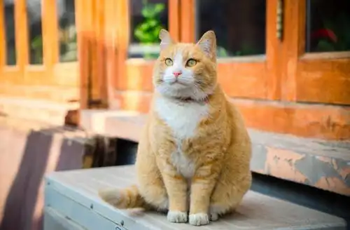 猫咪是忠臣还是奸臣,就看它这几点
