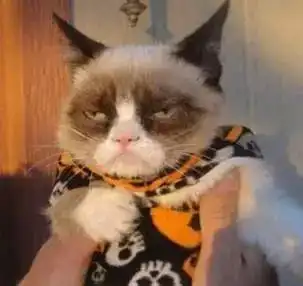 你见过最丑猫啥样这些猫真的可以直接做表情包了...哈哈哈
