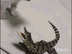 每日一蠢萌找一个最爱的深爱的亲爱的汪告别单身
