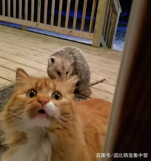 负鼠闯入家中抢食,猫咪委屈地站在一旁不敢上前,表情萌翻众人
