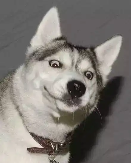 哈士奇是注定要成为表情包的狗,有些事养狗的人一定要懂
