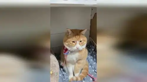 静等小鱼干的橘猫
