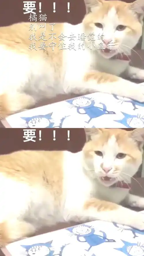 橘猫别叫了,我是不会去睡觉的,我要守住我的小鱼干
