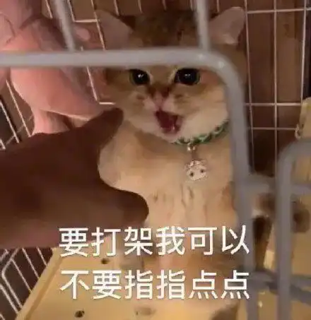 大快人心那个造谣猫咪传播新冠的网红,被刑拘了
