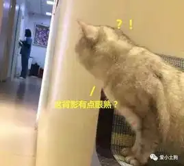 带猫咪去宠物医院,当猫咪看见给它做绝育的医生时,瞬间吓蔫了
