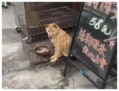 经过一家肉店,门口笼子关着一只土狗,准备下锅,表情很害怕
