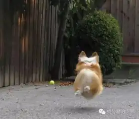 千万不要轻易招惹柯基,它们虽然腿短,但是会飞
