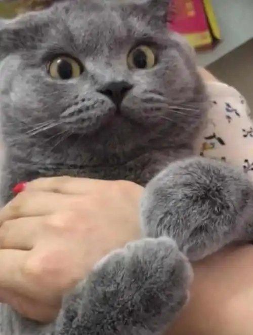 橘猫天天跟着奶奶去跳广场舞,结果奶奶家的猫成了这样子