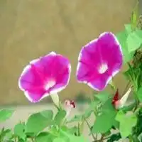 赞美女孩微信头像微信头像图片大全
