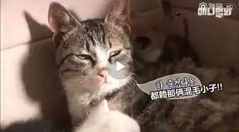 遭遇吸猫骚扰猫妈用表情诠释什么叫奶尽喵亡

