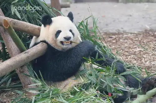 黑pia相机里的我,就这
