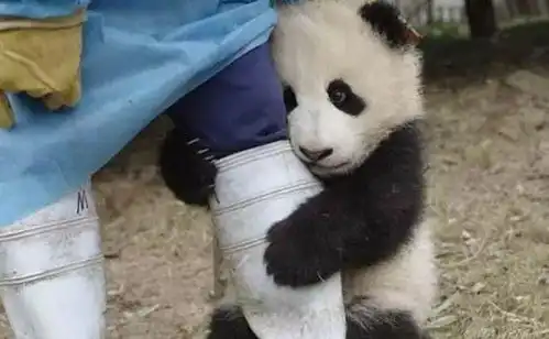 国宝熊猫表情包合集大哥,给口饭吃吧
