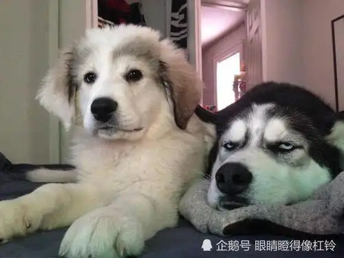 动物们模仿人类也能如此惟妙惟肖,竟让我一时半会分辨出不来
