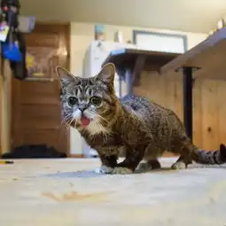 世界最可爱猫咪吐舌卖萌照
