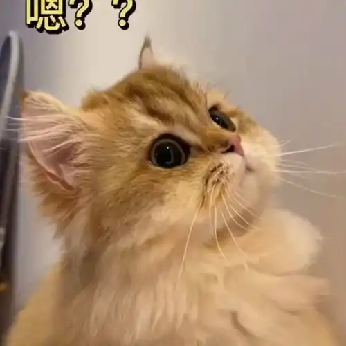 小猫咪每天的表情包,萌化了主人的心,简直太可爱了
