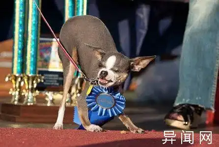 世界上最丑的狗超级可爱的十大最丑的狗
