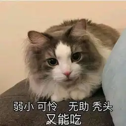分享可爱的猫猫表情包,附送笑话一乐,快进来