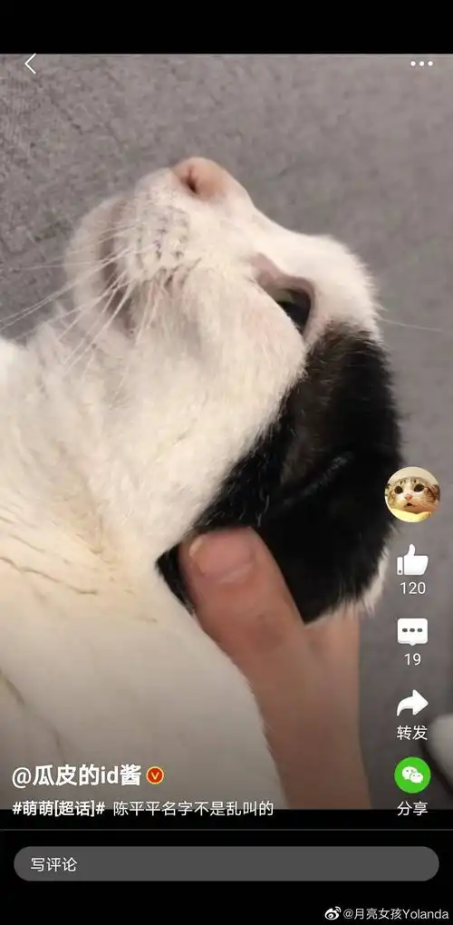 请问这只表情包的猫猫叫什么
