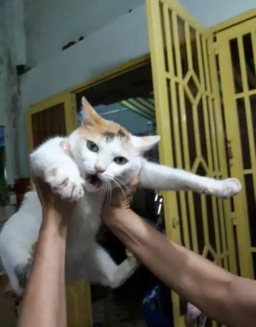 朋友送来一只猫咪,我抱起它想亲一口,没想到猫咪露出这样的表情