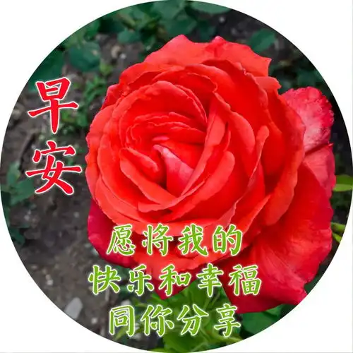 今日最新早上好表情包,牵挂祝福,情深意浓
