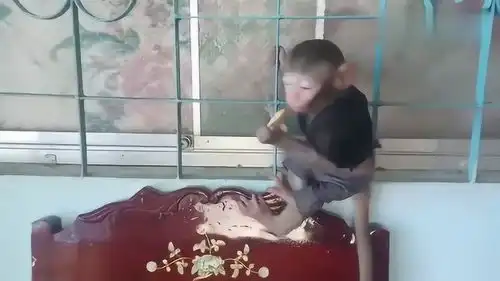 小猴子吃饼干津津有味,注意看它的表情,超萌超可爱
