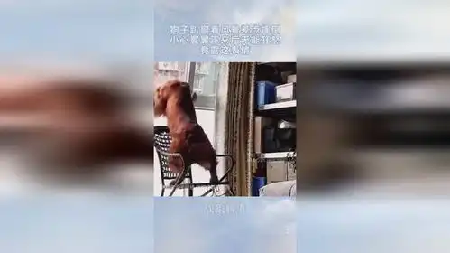 狗子趴窗看风景差点摔倒,小心翼翼下来后无能狂怒,竟露这表情
