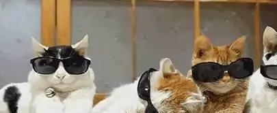 猫咪的母鸡蹲姿势,原来在它眼中是这样的
