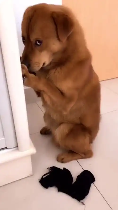 这狗子的表情也太委屈了吧
