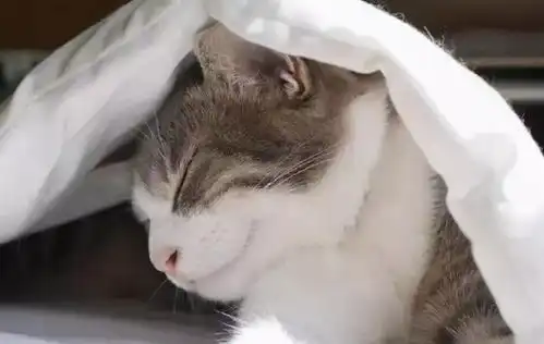 猫咪也会怕冷吗猫咪要是出现6个行为,说明感到冷了
