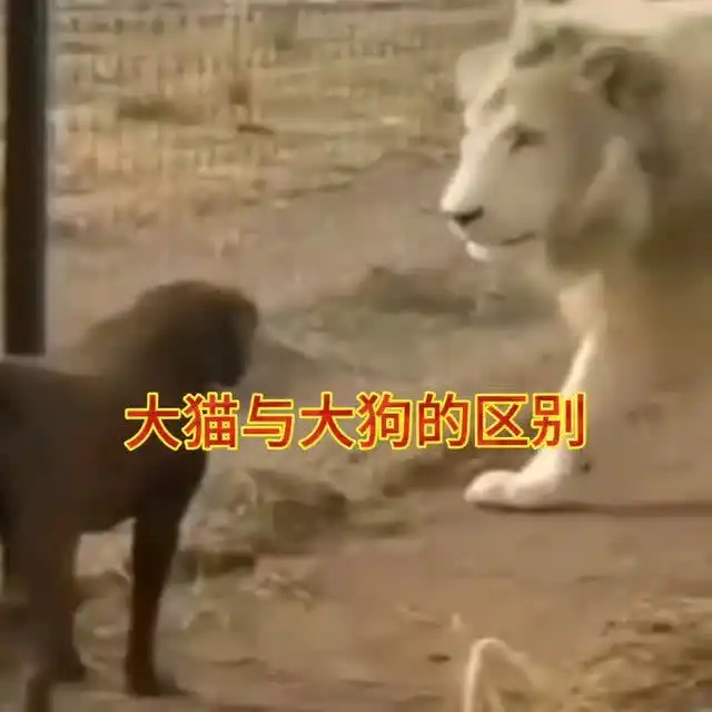 狮子大开口,一口就可以把大狗的头吞下,这就是王者
