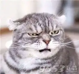 抖音社会猫表情包大全分享抖音社会猫表情包最新下载地址