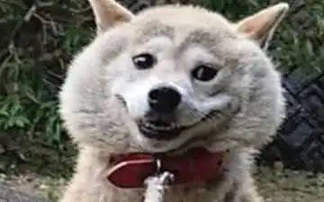 性感小黑在线翘屁股
