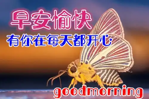 早上好问候祝福鲜花表情图片早安暖心问候语及鼓励的话
