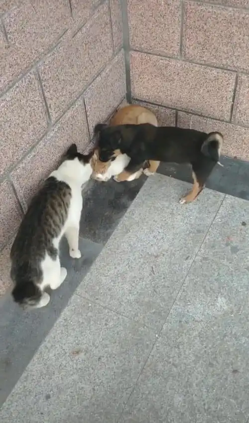 狸花猫看到狗在欺负同类,二话不说冲上去帮忙,狗猫哥,我错了
