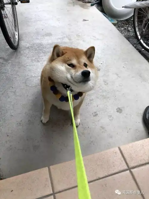 我不想我不想我不想回家这贪玩的柴犬,简直是一行走的表情包
