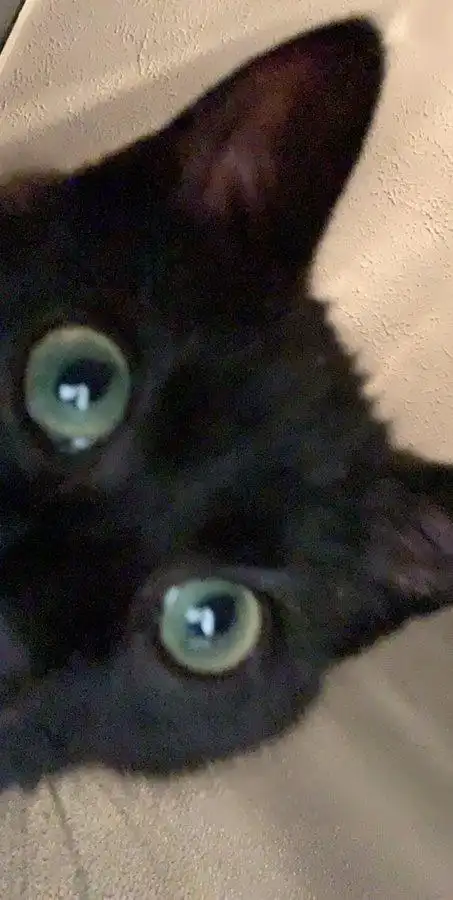 请交出你相册中的脸紧贴摄像头的小猫表情包
