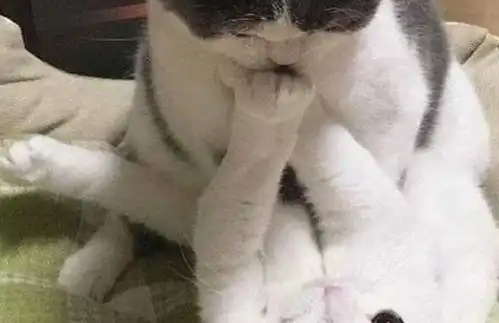 猫咪求爱被拒,抬头看主人很委屈,网友扎心了
