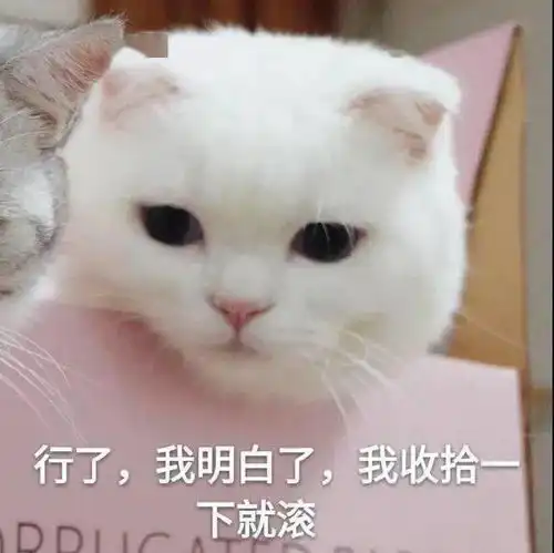 沙雕表情莫说了直接开舔就完事了
