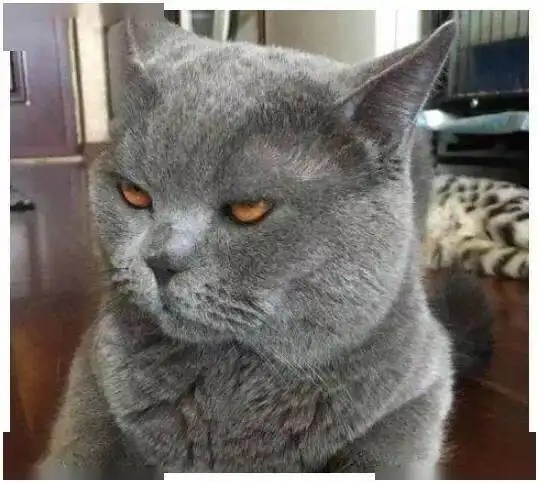 如果猫咪有这几种行为,那就说明它开始讨厌你了,或者并不重视
