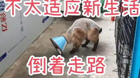绝育手术之后摘掉伊丽莎白圈终于解放小猫不停地舔毛那是它逝去的舔毛时间
