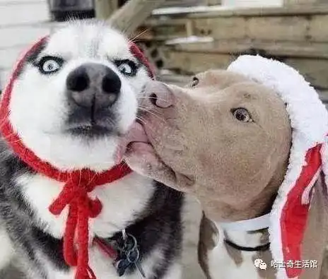 比特犬遇到哈士奇,这深情一舔,二哈的表情很绝望
